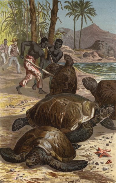 Tortue verte - European School